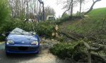 Abbattono albero: cade su auto, 74enne ferita