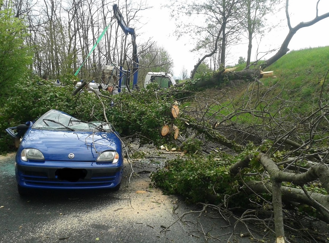 Abbattono albero: cade su auto, 74enne ferita