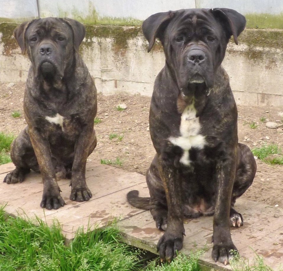 Maschio e femmina di cane corso cercano casa