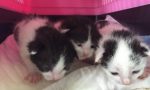 Nuovi cuccioli da adottare al gattile di Vercelli