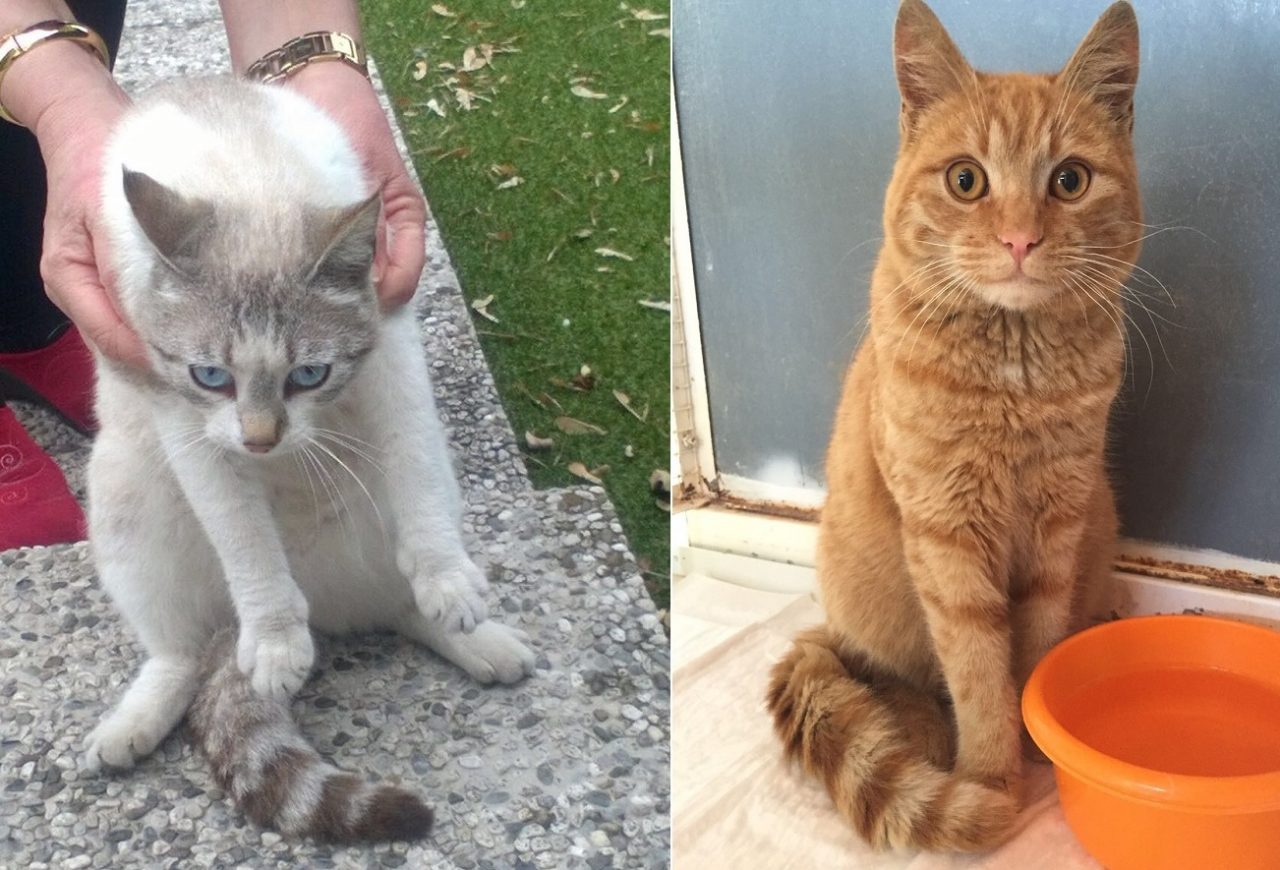 Persi due mici, di chi sono?