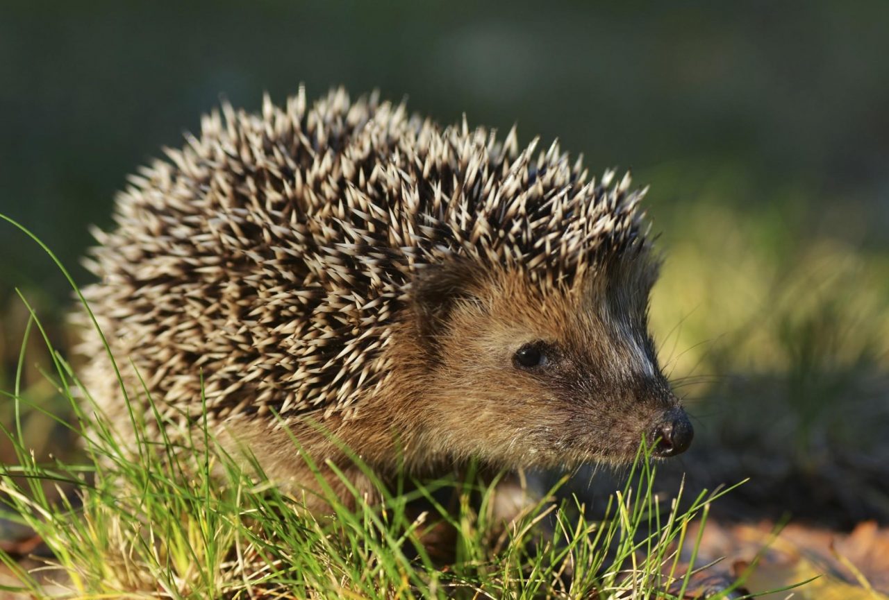 Riccio ferito salvato a Cascine di Strà