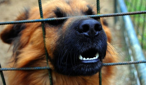 Uccise il cane del vicino facendogli mangiare noci: condannato a 1 anno