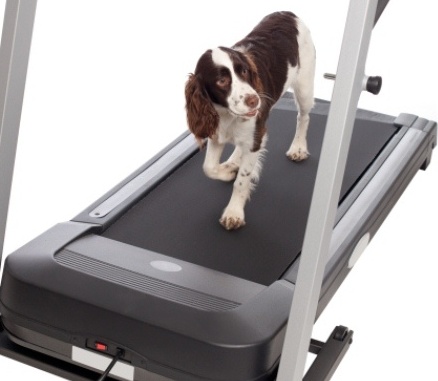 Un centro fitness per Fido