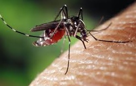 Vercelli Fort Alamo contro l'invasione delle zanzare