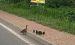 Vercelli "ospita" una famiglia di papere...