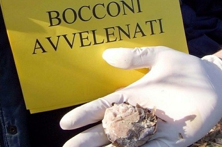 Ancora allarme per i bocconi avvelenati destinati ai cani