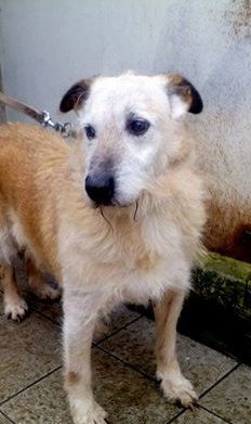 Dex: un “vecchietto arzillo” attende una casa