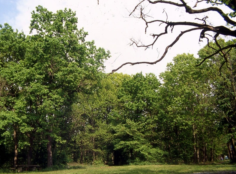 Il Bosco della Partecipanza modello di sostenibilità
