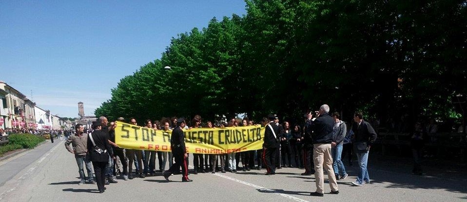 Il Fronte Animalista conferma: “Domenica ad Asigliano alla Corsa dei Buoi”