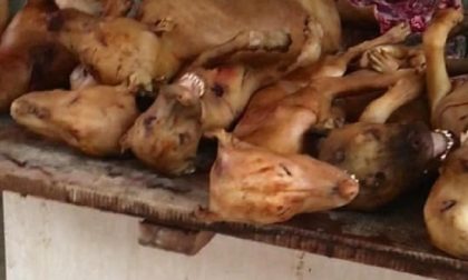 La strage dei cani da carne in Cina