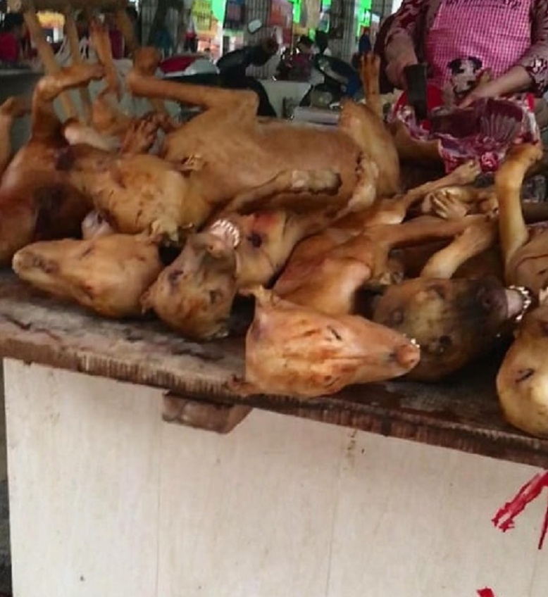 La strage dei cani da carne in Cina