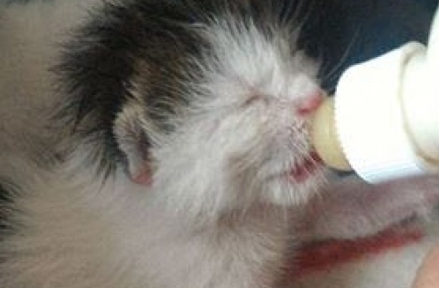 Micini appena nati abbandonati nei boschi di Gattinara
