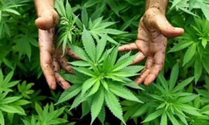 Cannabis terapeutica “Si dia il via libera alla produzione privata”