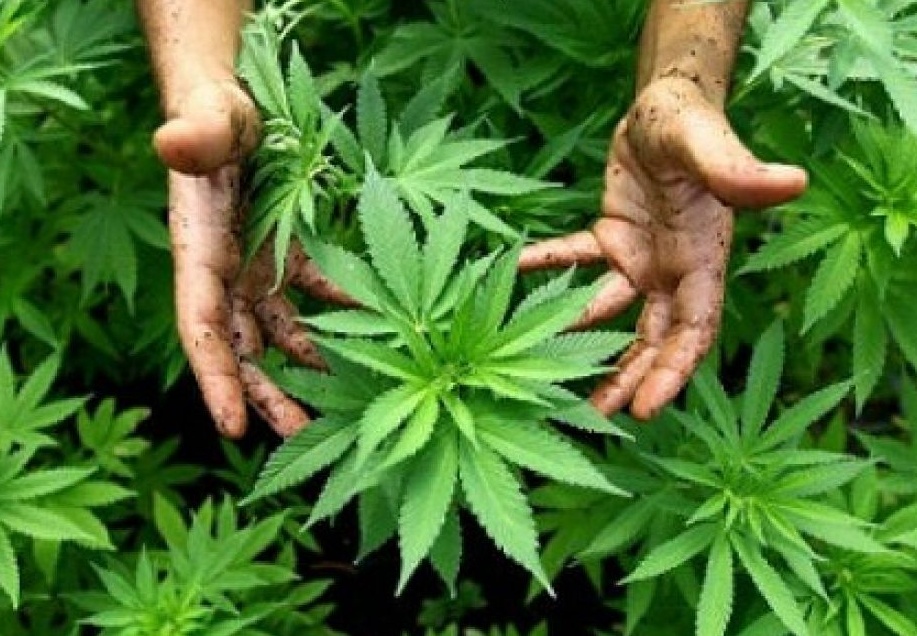 Produceva marijuana bio e preservativi alla cannabis