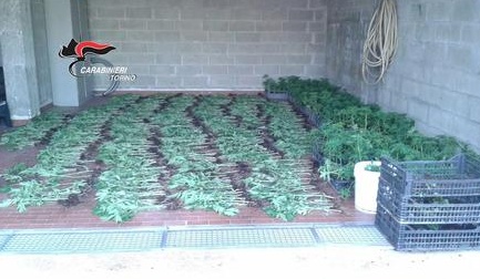 Scoperta piantagione di marijuana