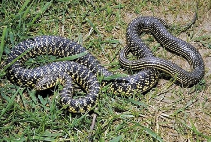 Un grosso serpente fra le case di Sordevolo