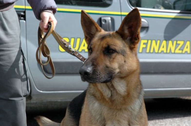 Cani antidroga infallibili doganieri!