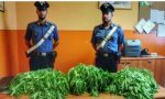 Cigliano: arrestato coltivatore di cannabis