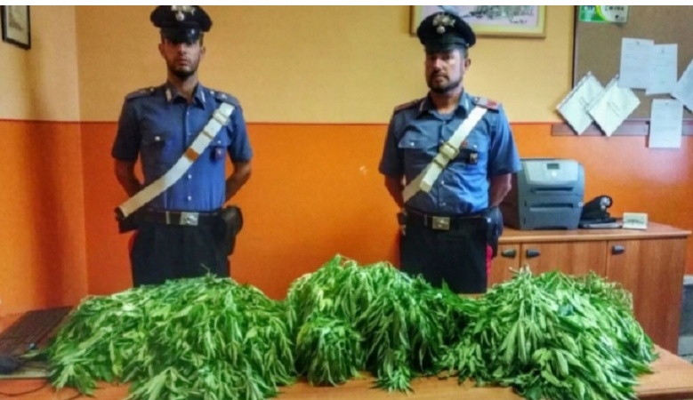Cigliano: arrestato coltivatore di cannabis