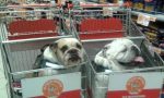 Da oggi a Torino divieto di cani all'interno dei supermarket