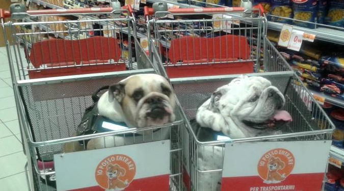 Da oggi a Torino divieto di cani all’interno dei supermarket