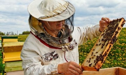 Disastro apicoltura causa maltempo