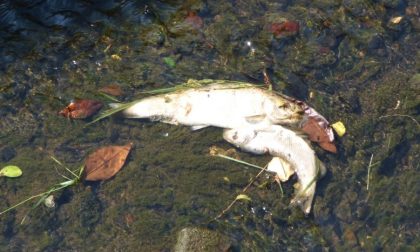 Moria dei pesci, indaga la Provincia