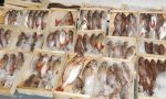 Pesce fuorilegge in un ristorante di Vercelli