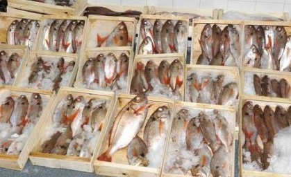 Pesce fuorilegge in un ristorante di Vercelli