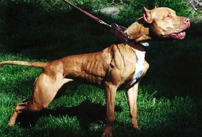 A Santhia due bambine morsicate dal Pitbull di casa