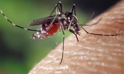 Allerta 3 zanzara tigre in provincia di Vercelli