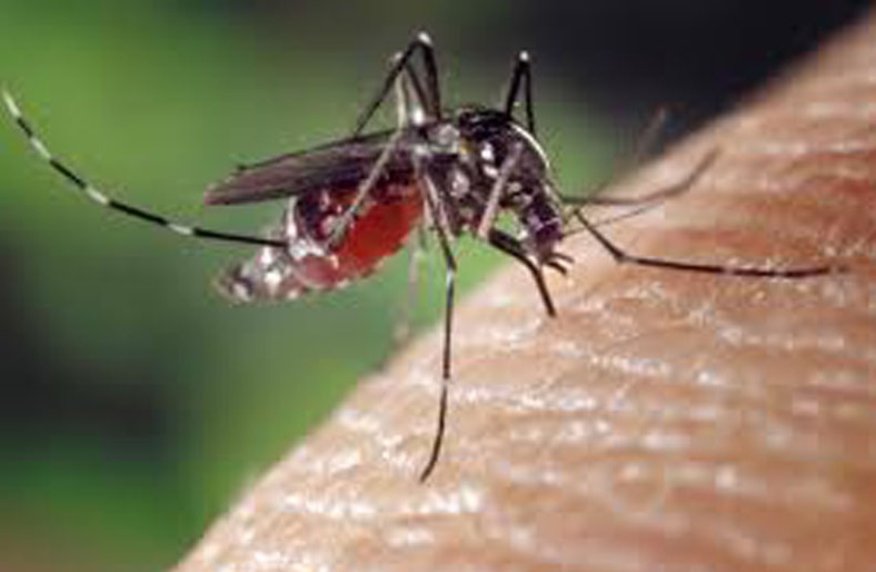 Allerta 3 zanzara tigre in provincia di Vercelli