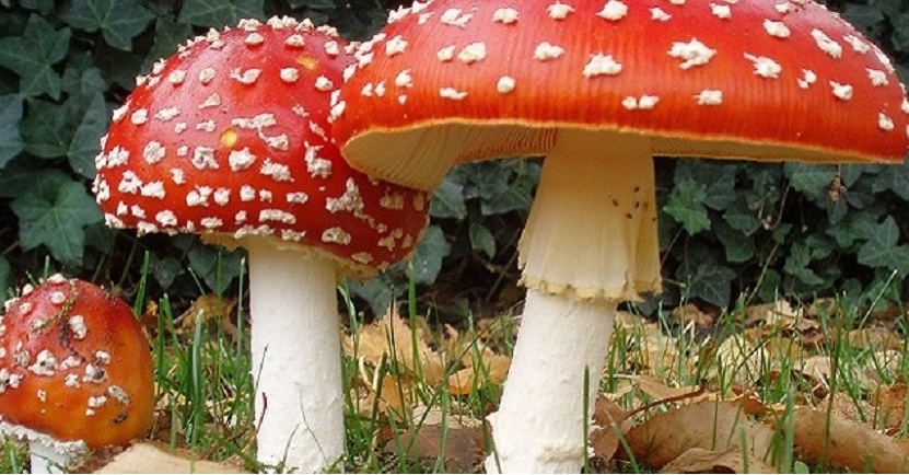 Anche a Vercelli il 118 per le intossicazioni da funghi