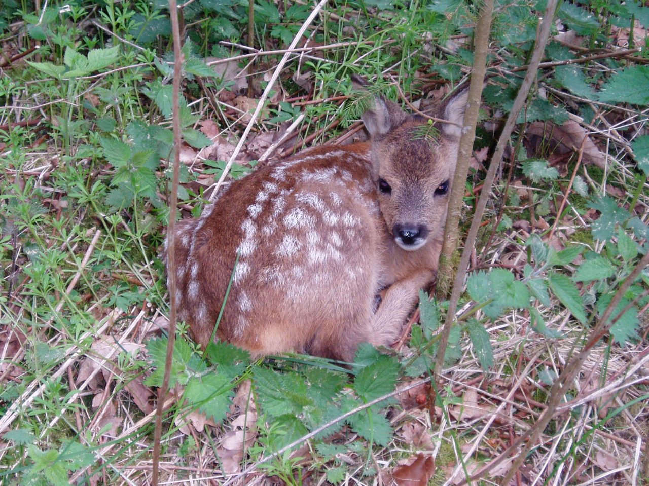 Cucciolo di capriolo imprigionato nel canale