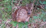 Cucciolo di capriolo imprigionato nel canale