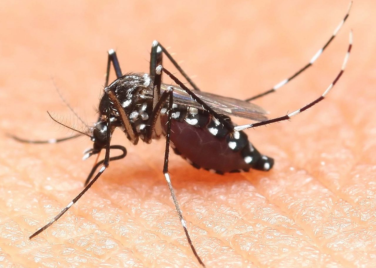 PUNTO DALLA ZANZARA TIGRE: torna dai tropici con l’infezione Dengue