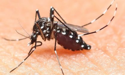 PUNTO DALLA ZANZARA TIGRE: torna dai tropici con l'infezione Dengue