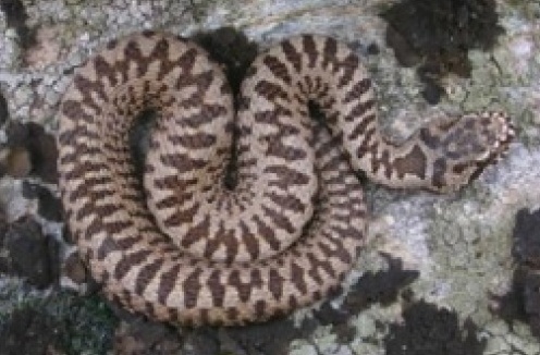 Scoperta nel Biellese la rara “vipera Walser”