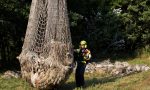 Val Susa: un fulmine massacra 53 pecore