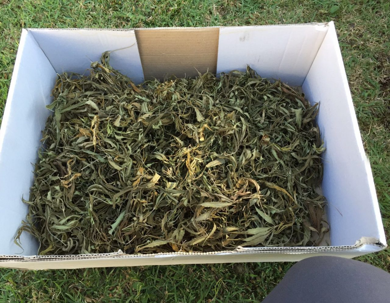 Arrestato ad Alessandria 32enne che coltivava Cannabis
