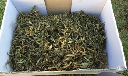 Arrestato ad Alessandria 32enne che coltivava Cannabis