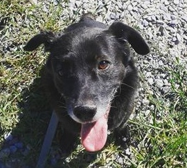 Canile di Borgo Vercelli: Rollo attende una nuova casa