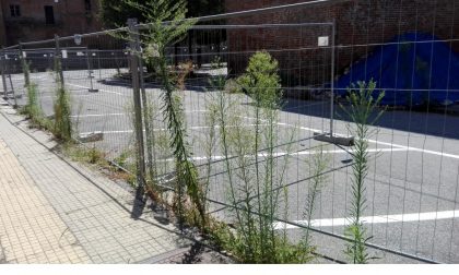 La giungla in via conte Rosso