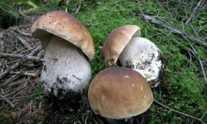 PROVINCIA: in arrivo raccolte straordinarie di funghi porcini