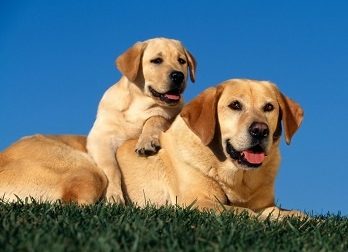 Raccolta di cibo e materiale utile per cani e gatti