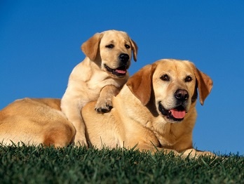 Raccolta di cibo e materiale utile per cani e gatti