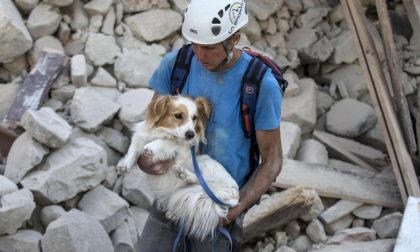 TERREMOTO: anche il Canile di Borgo Vercelli si mobilita