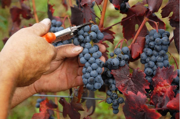 ECONOMIA: il via alla vendemmia a metà mese. Qualità super nonostante le bizze del meteo