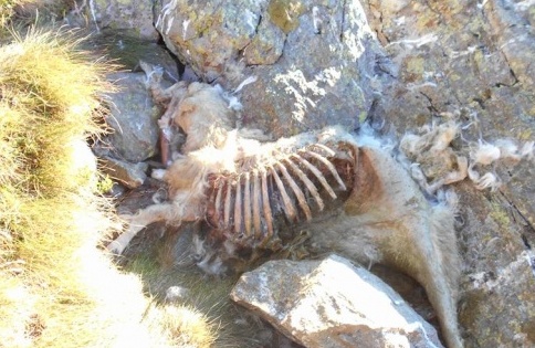Pecore sbranate dai lupi in Valsesia